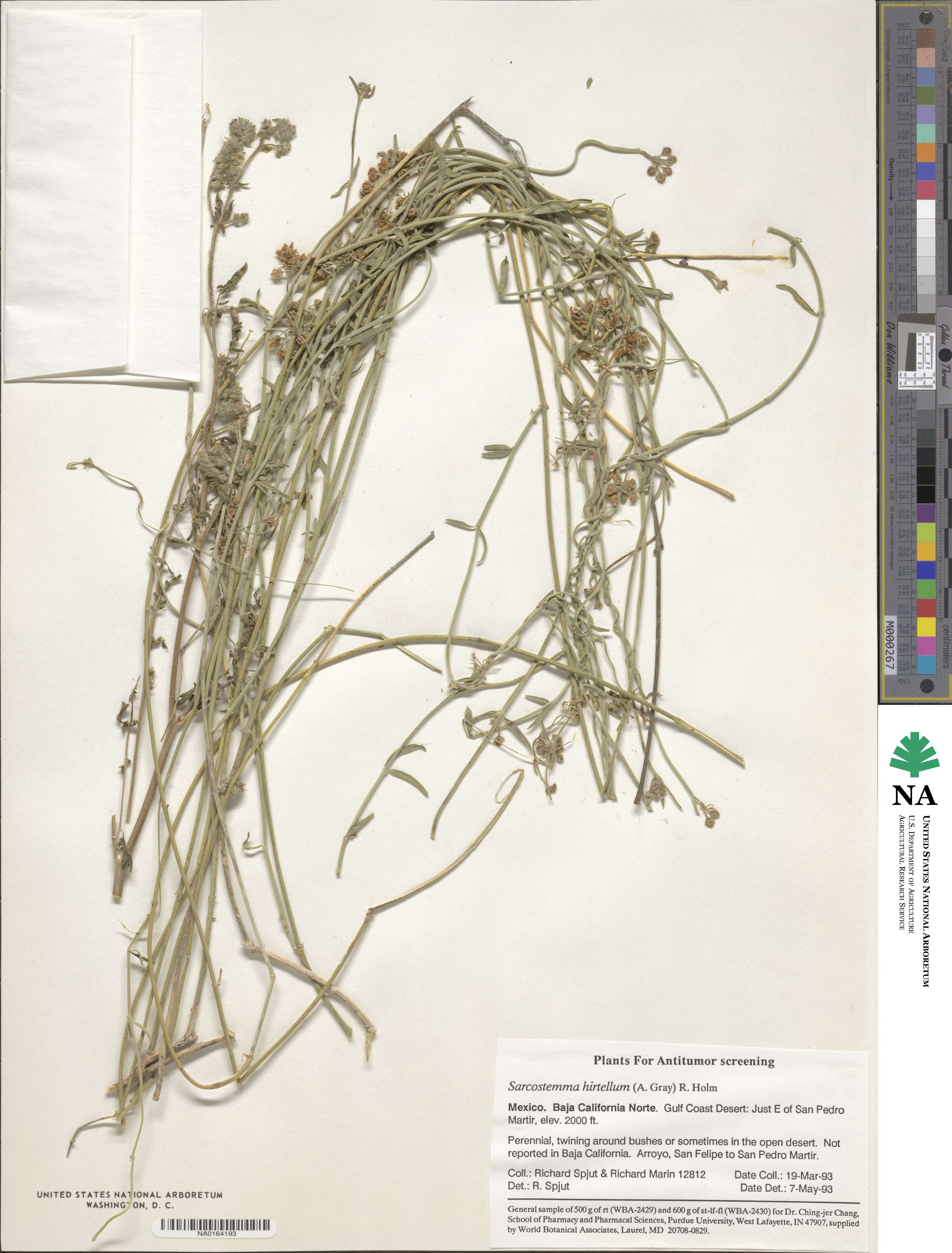 Funastrum hirtellum image