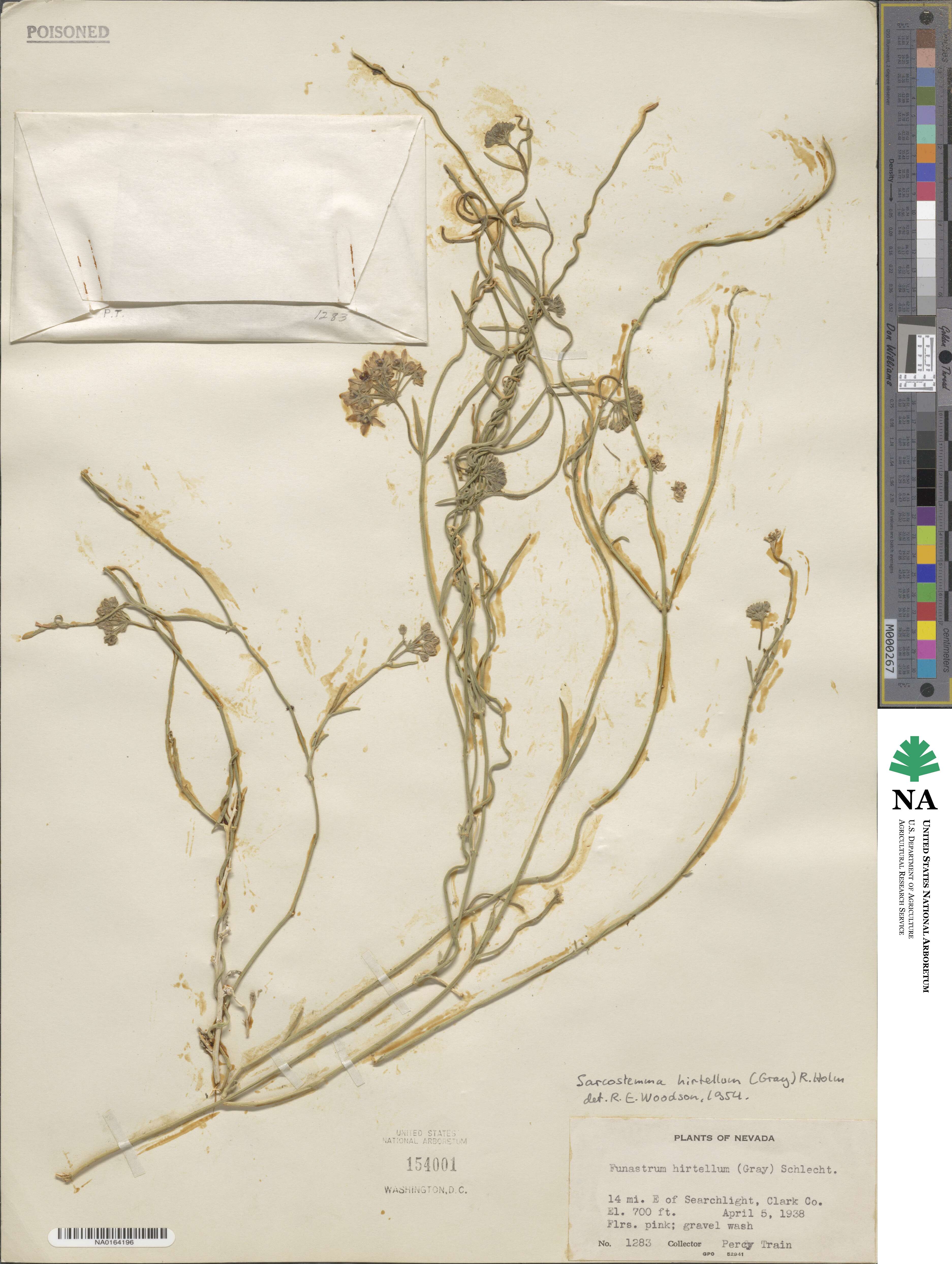 Funastrum hirtellum image