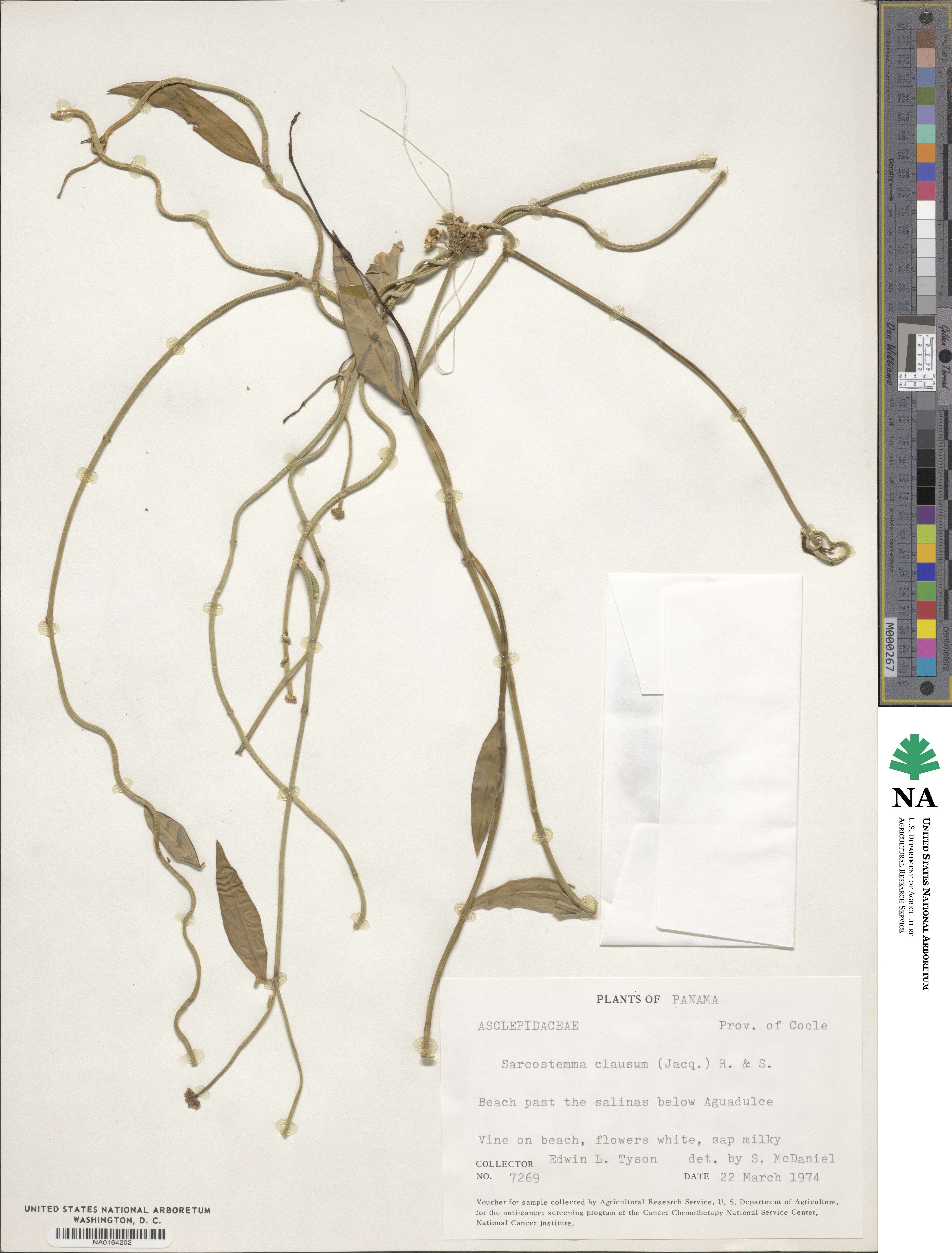 Funastrum clausum image