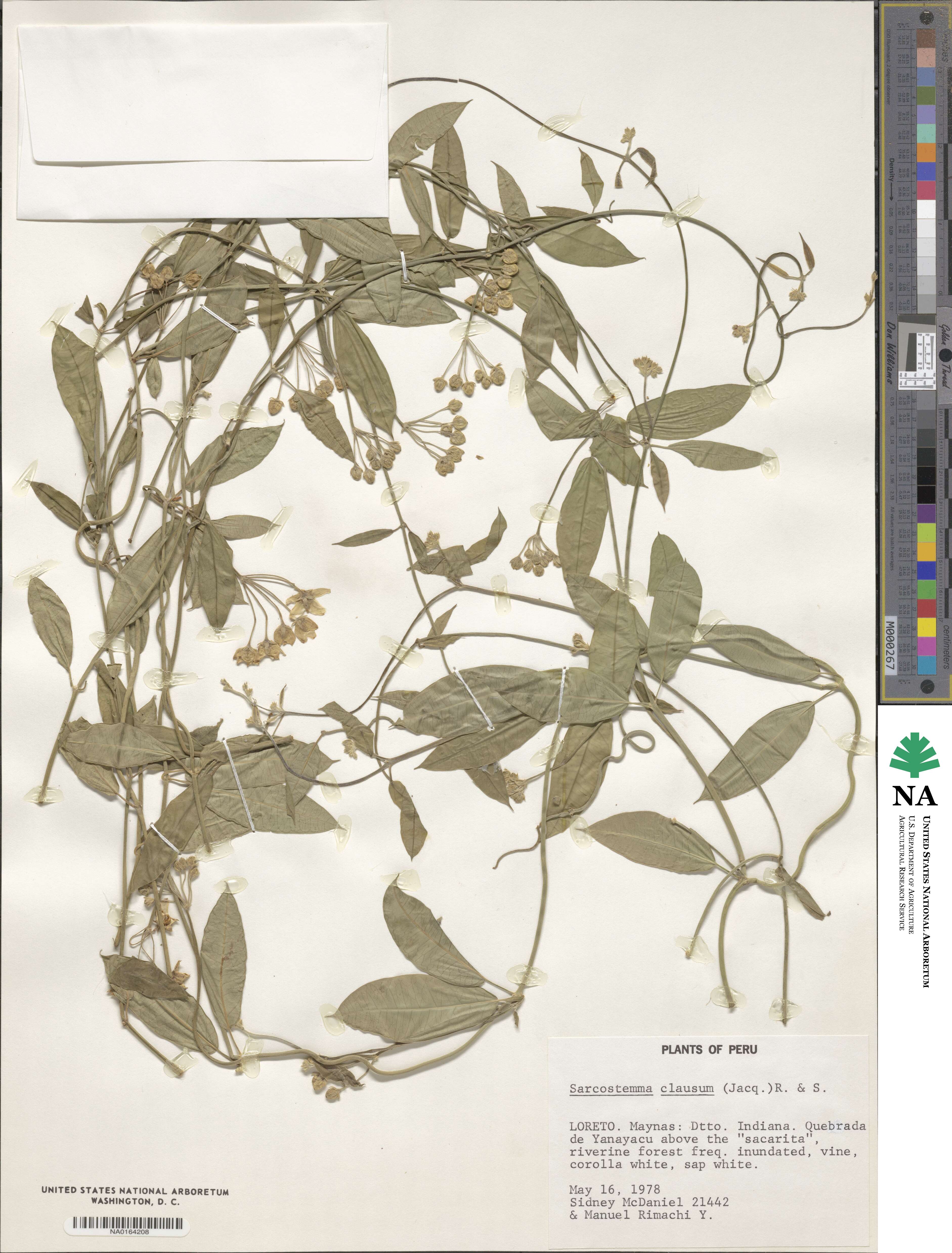 Funastrum clausum image