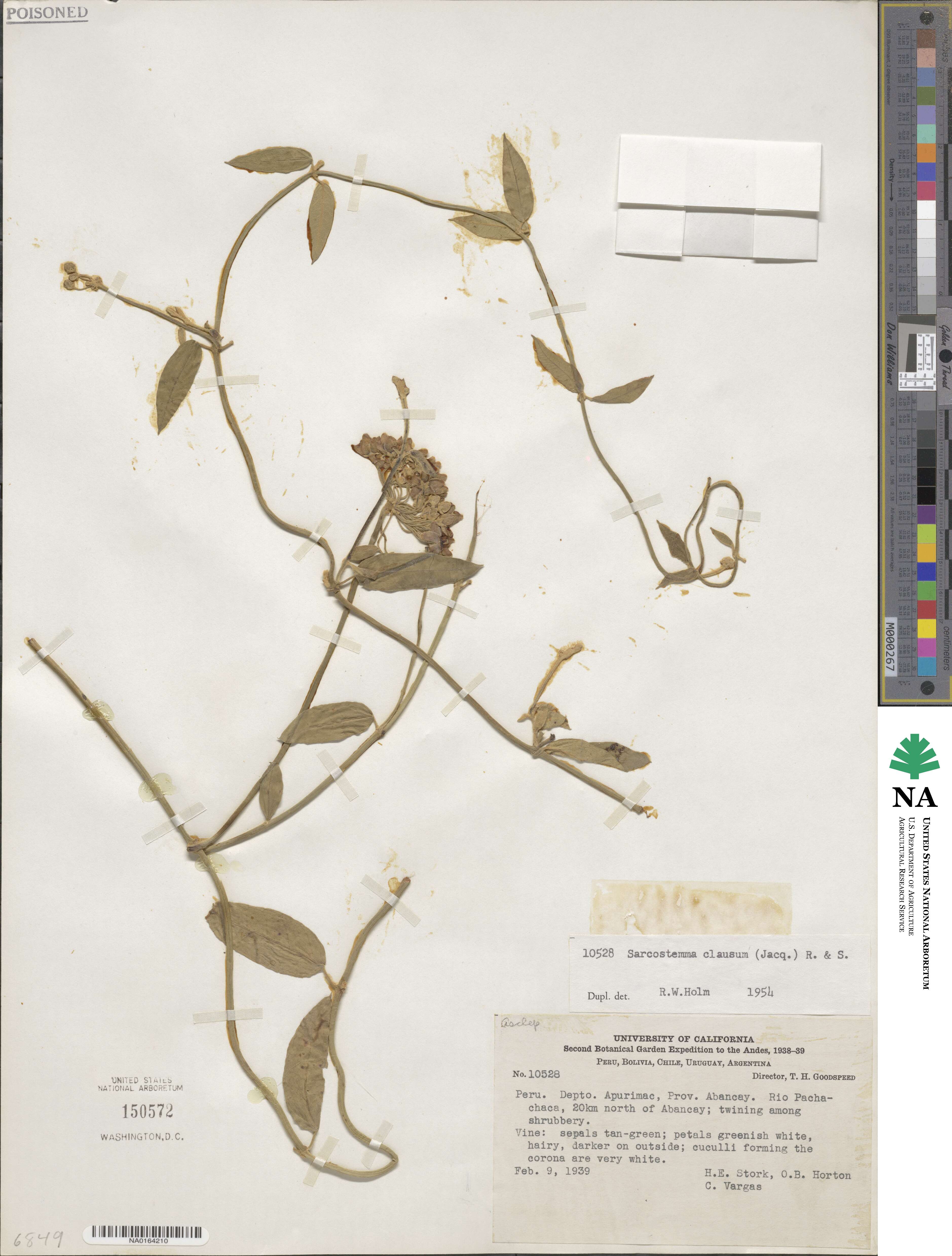 Funastrum clausum image