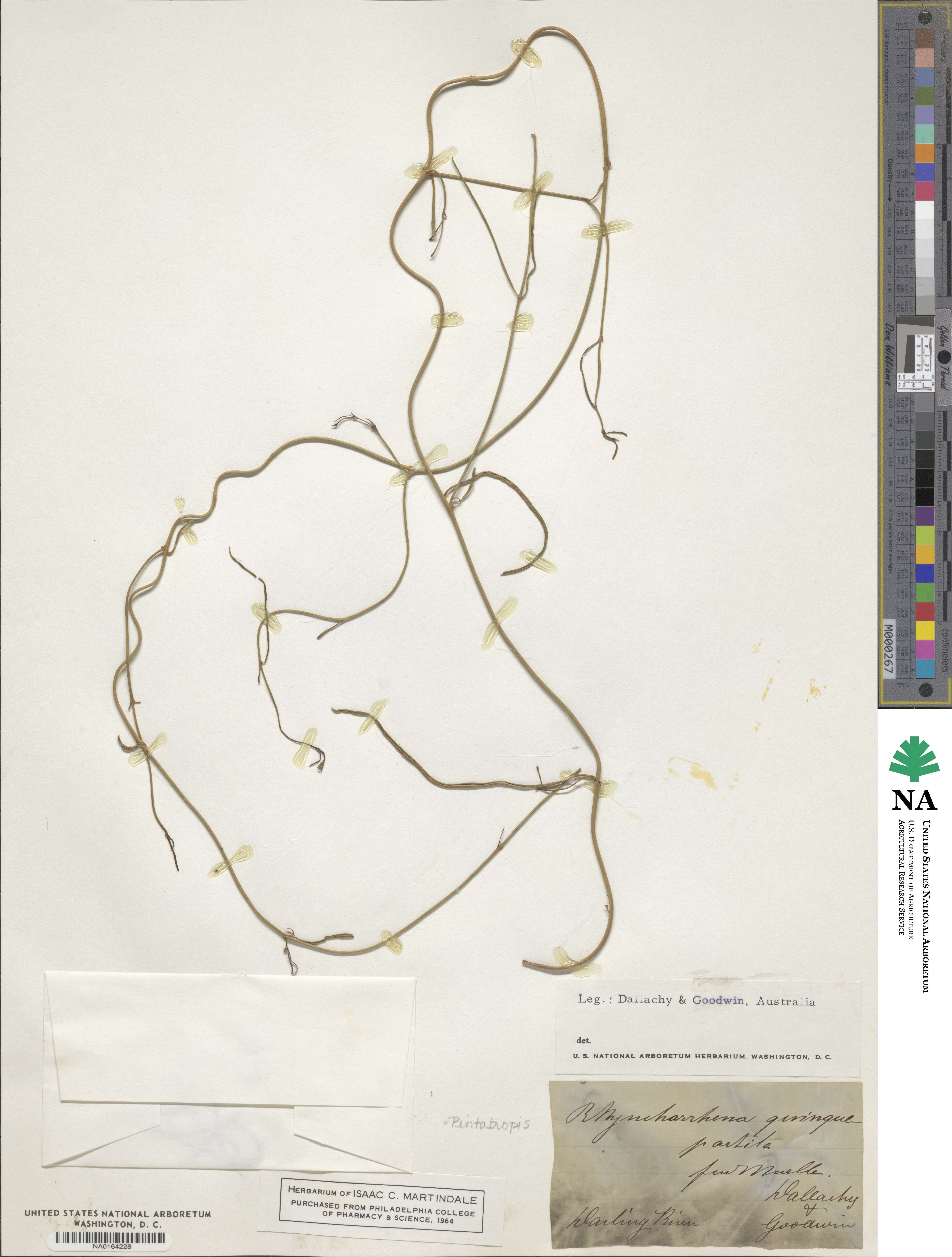 Pentatropis image