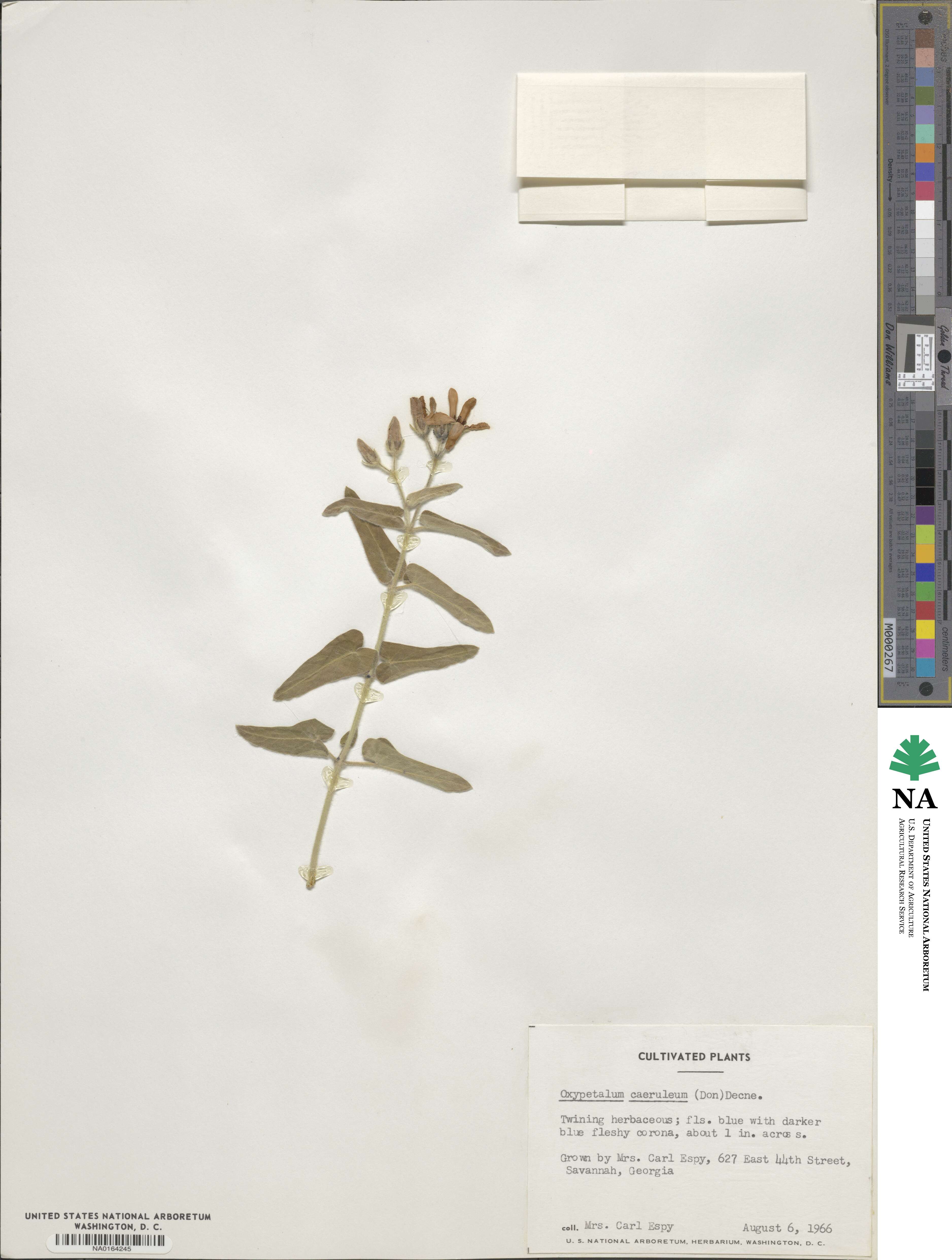Oxypetalum coeruleum image