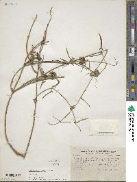 Image of Tweedia birostrata