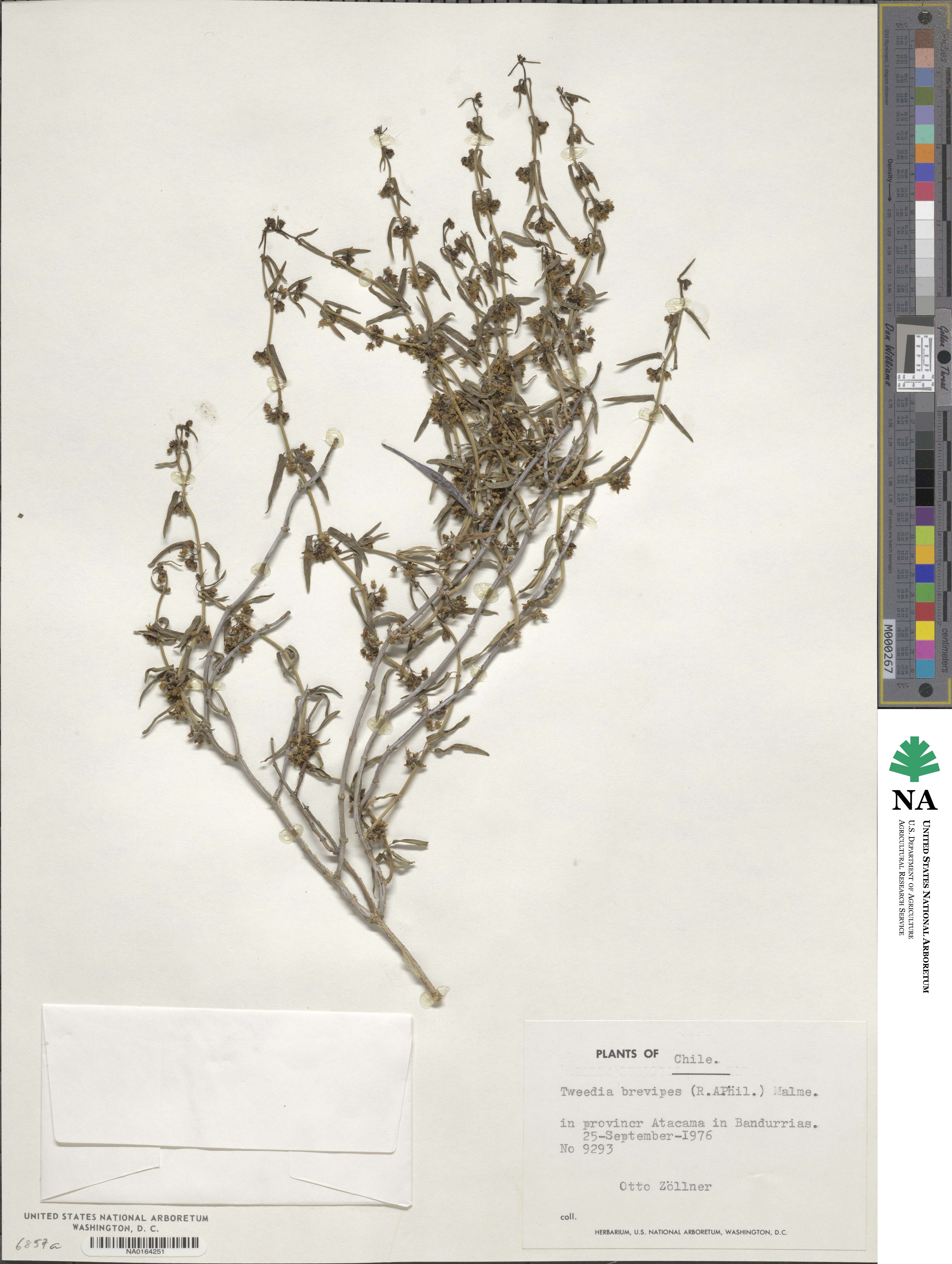 Tweedia birostrata image