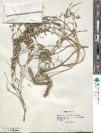 Tweedia andina image