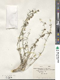 Tweedia birostrata image