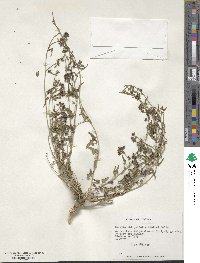 Tweedia birostrata image