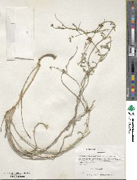 Tweedia birostrata image