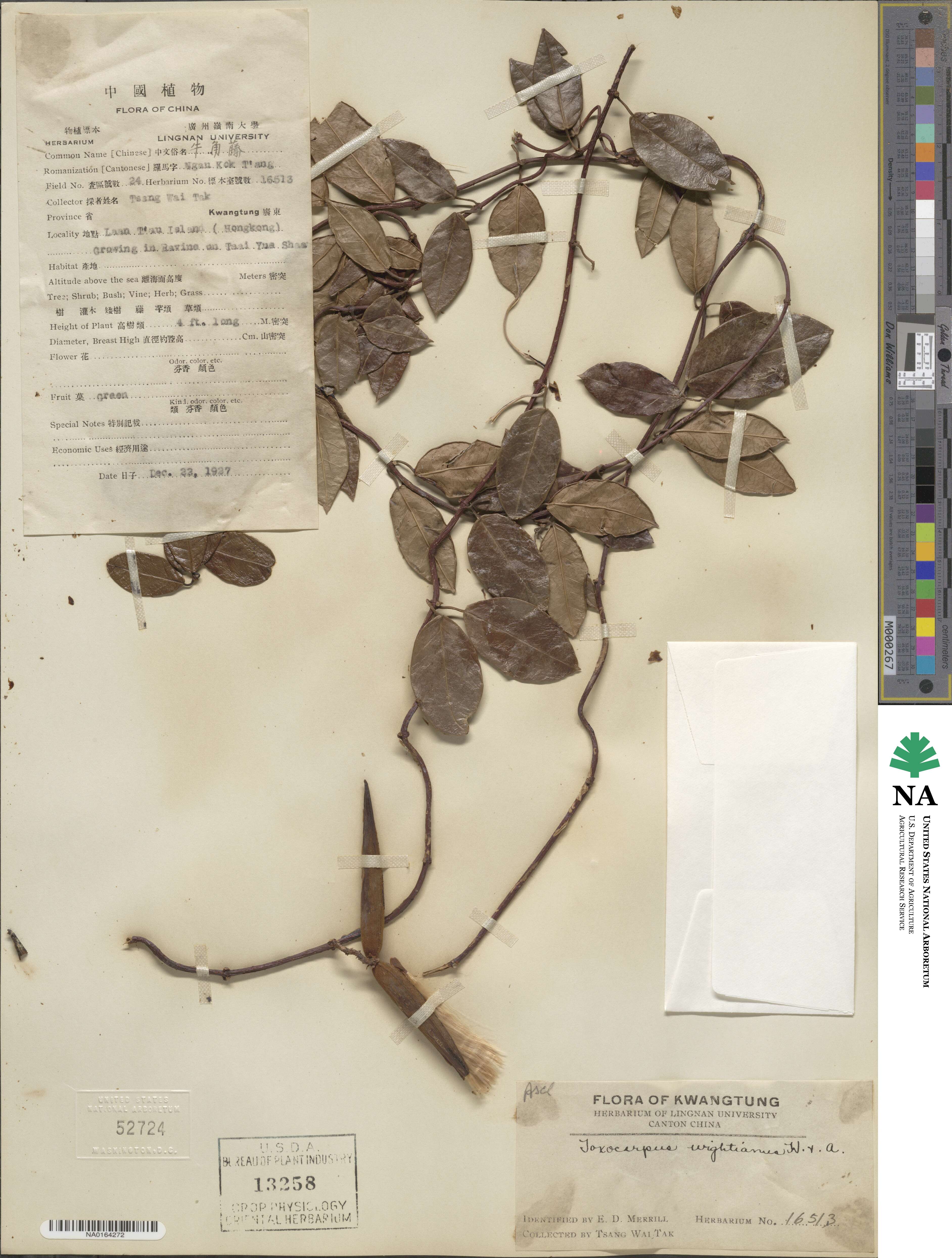 Toxocarpus wightianus image