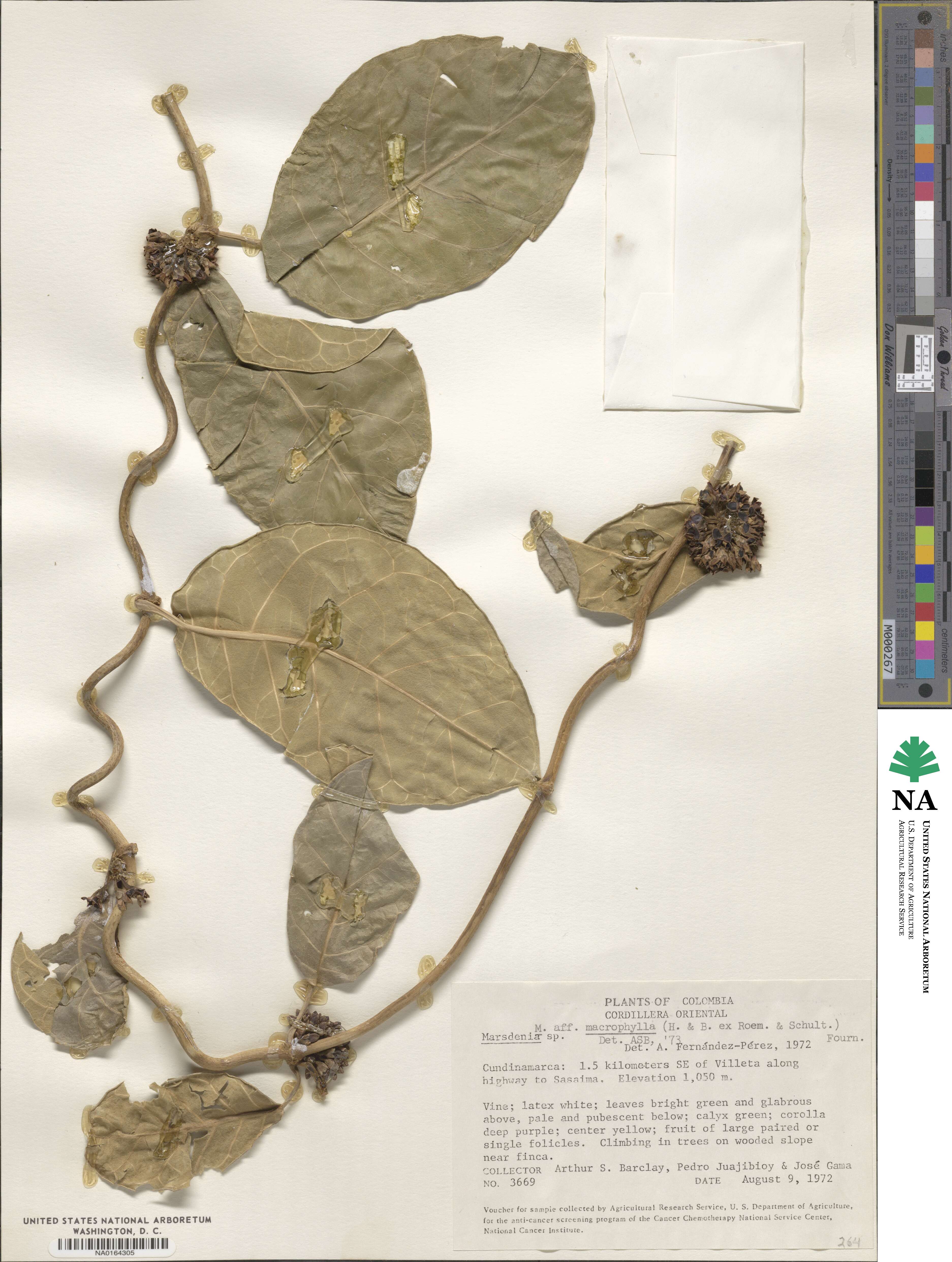 Ruehssia macrophylla image
