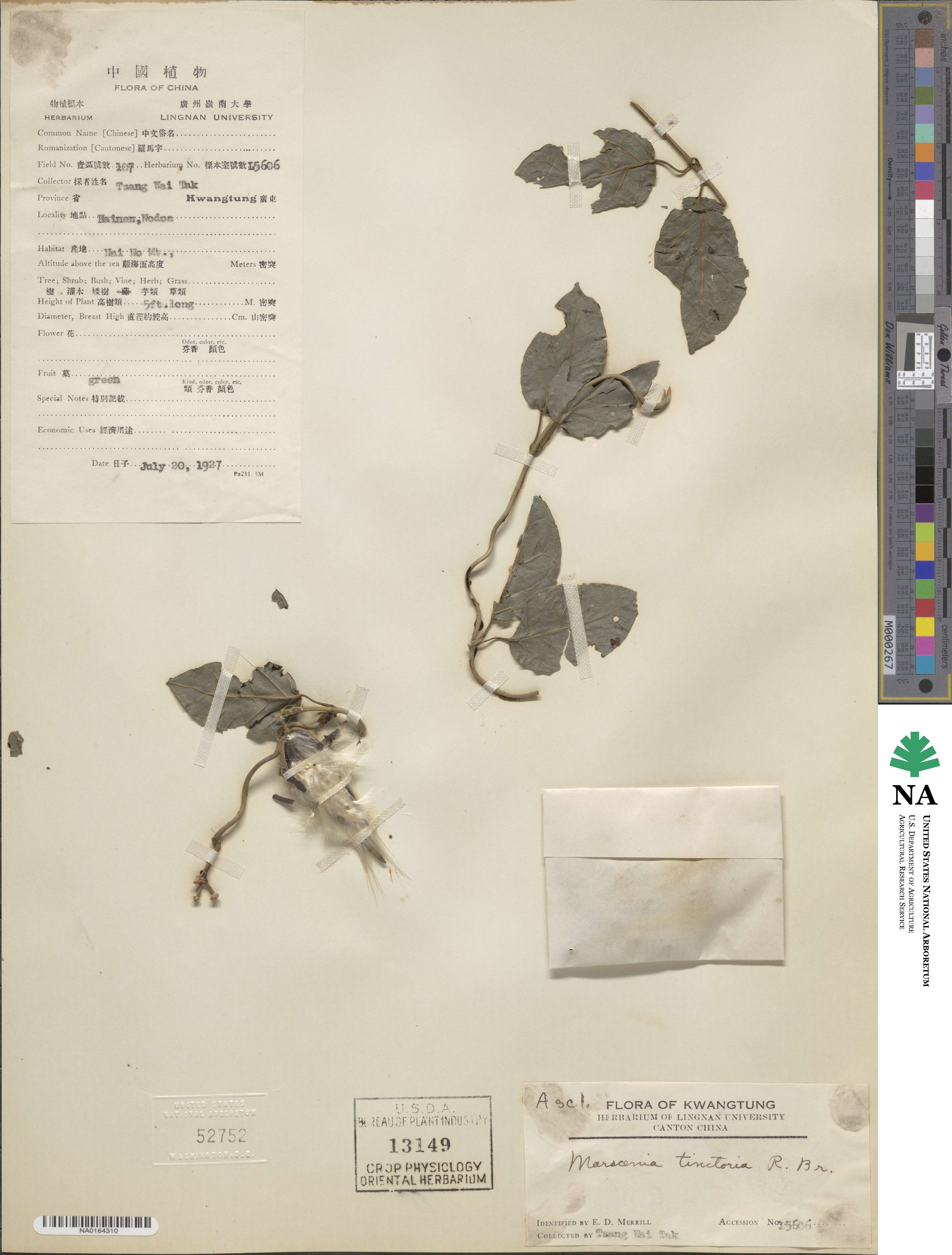 Marsdenia tinctoria image