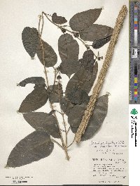 Marsdenia tinctoria image