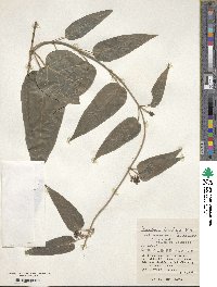 Marsdenia tinctoria image