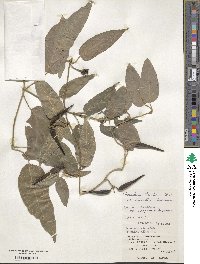 Marsdenia tinctoria image