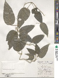 Marsdenia tinctoria image