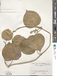 Sinomarsdenia tomentosa image