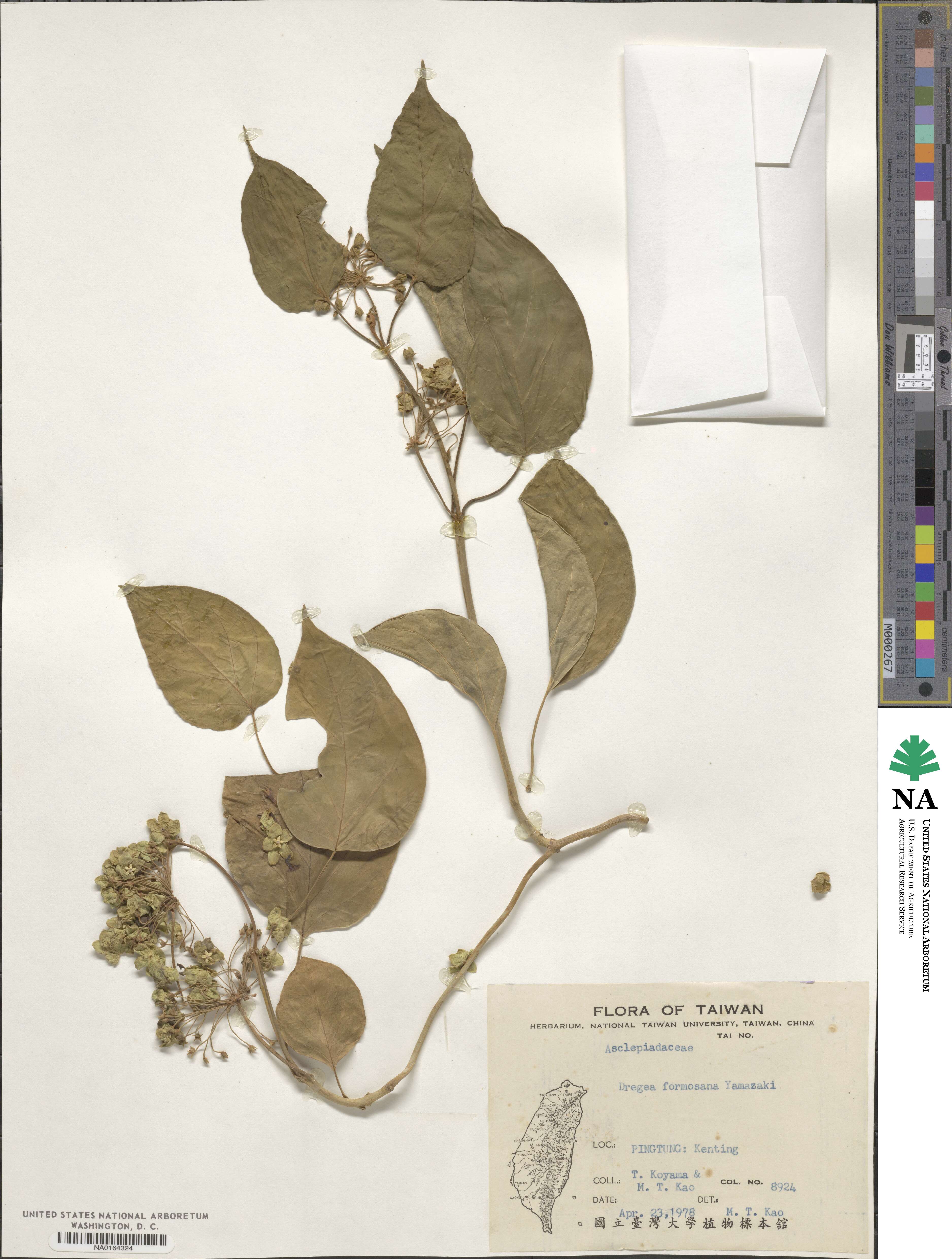 Stephanotis volubilis image