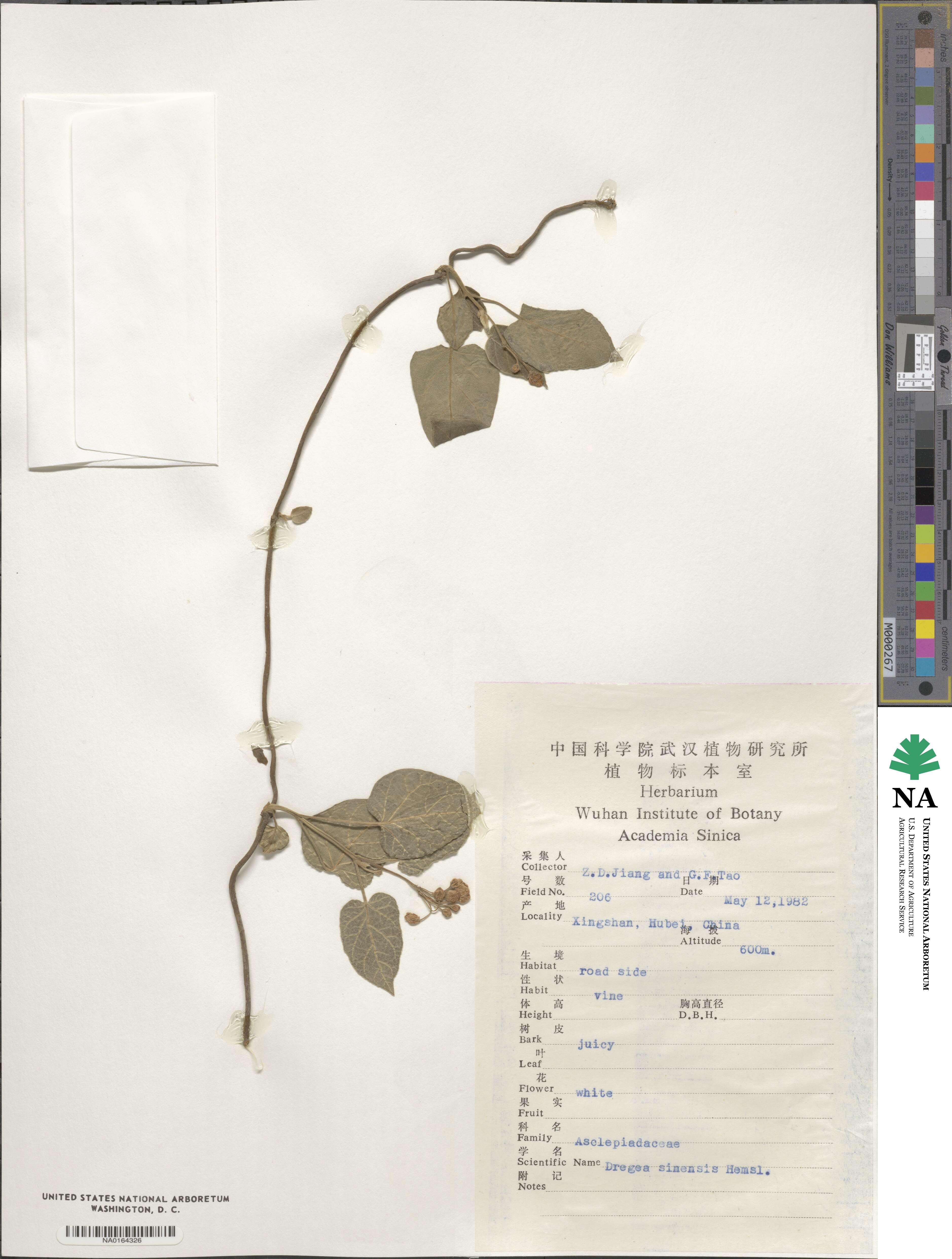Stephanotis image