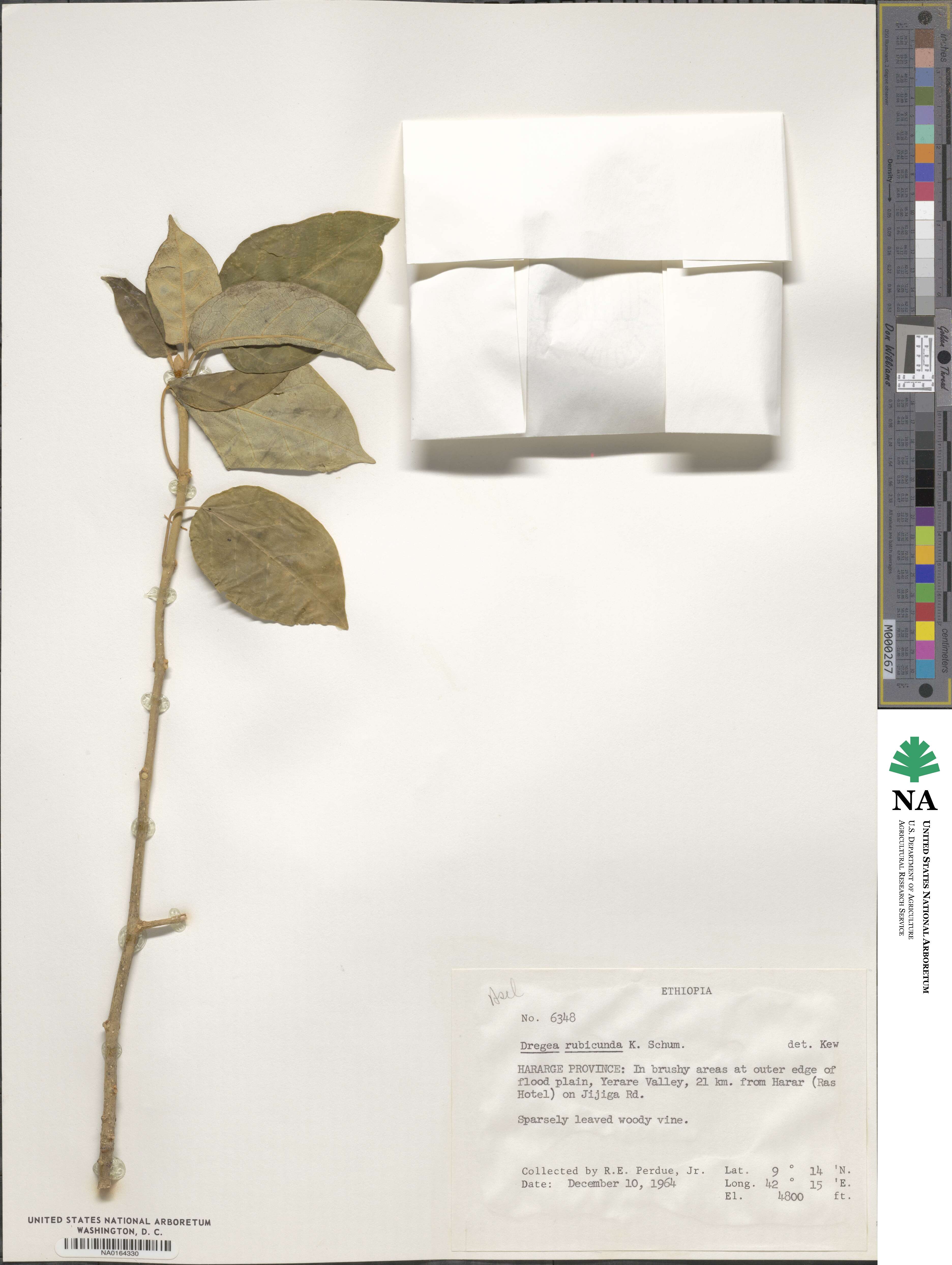 Stephanotis rubicunda image