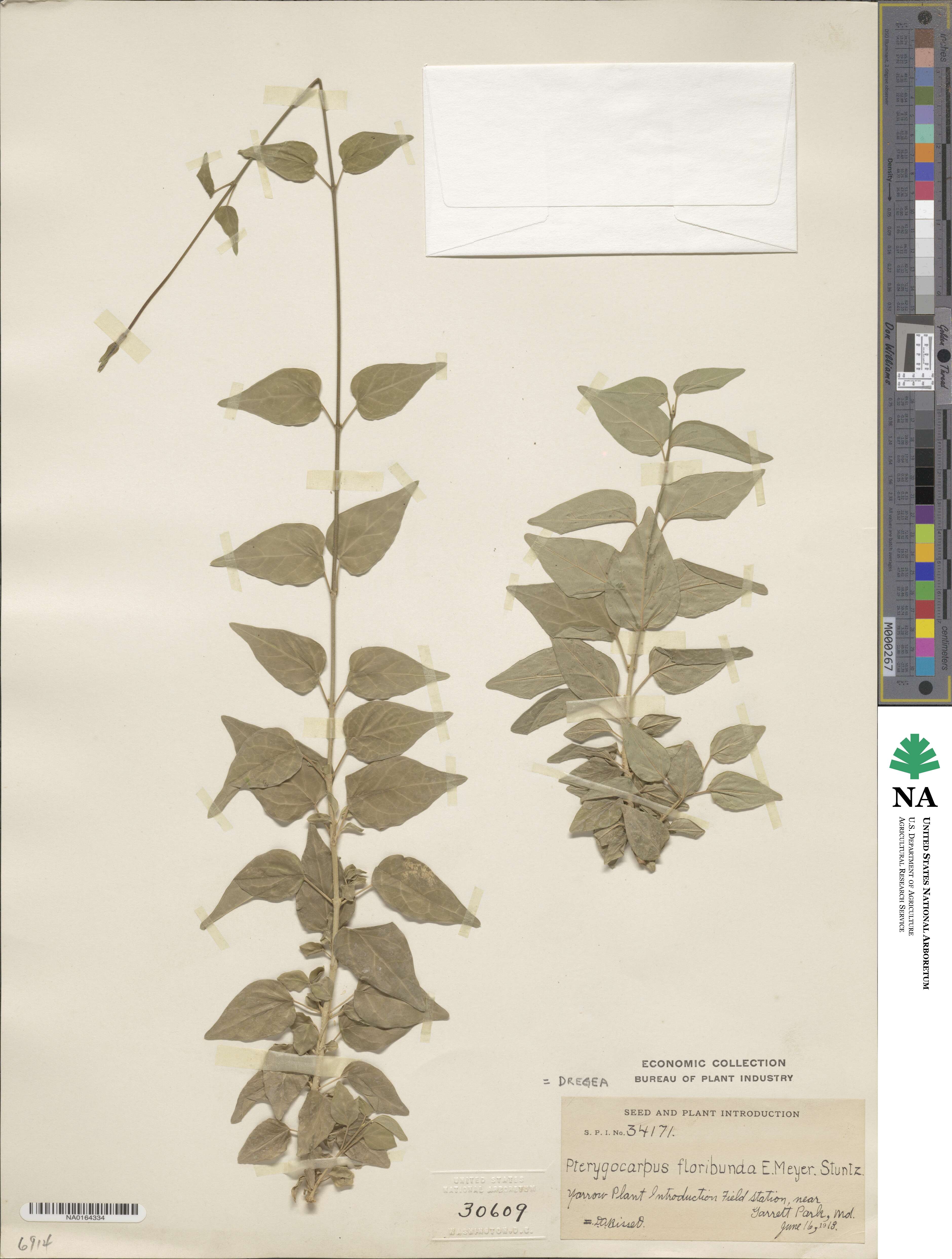 Stephanotis ernstmeyeri image