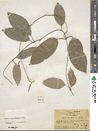 Image of Heterostemma oblongifolium