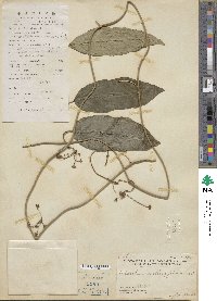 Heterostemma oblongifolium image