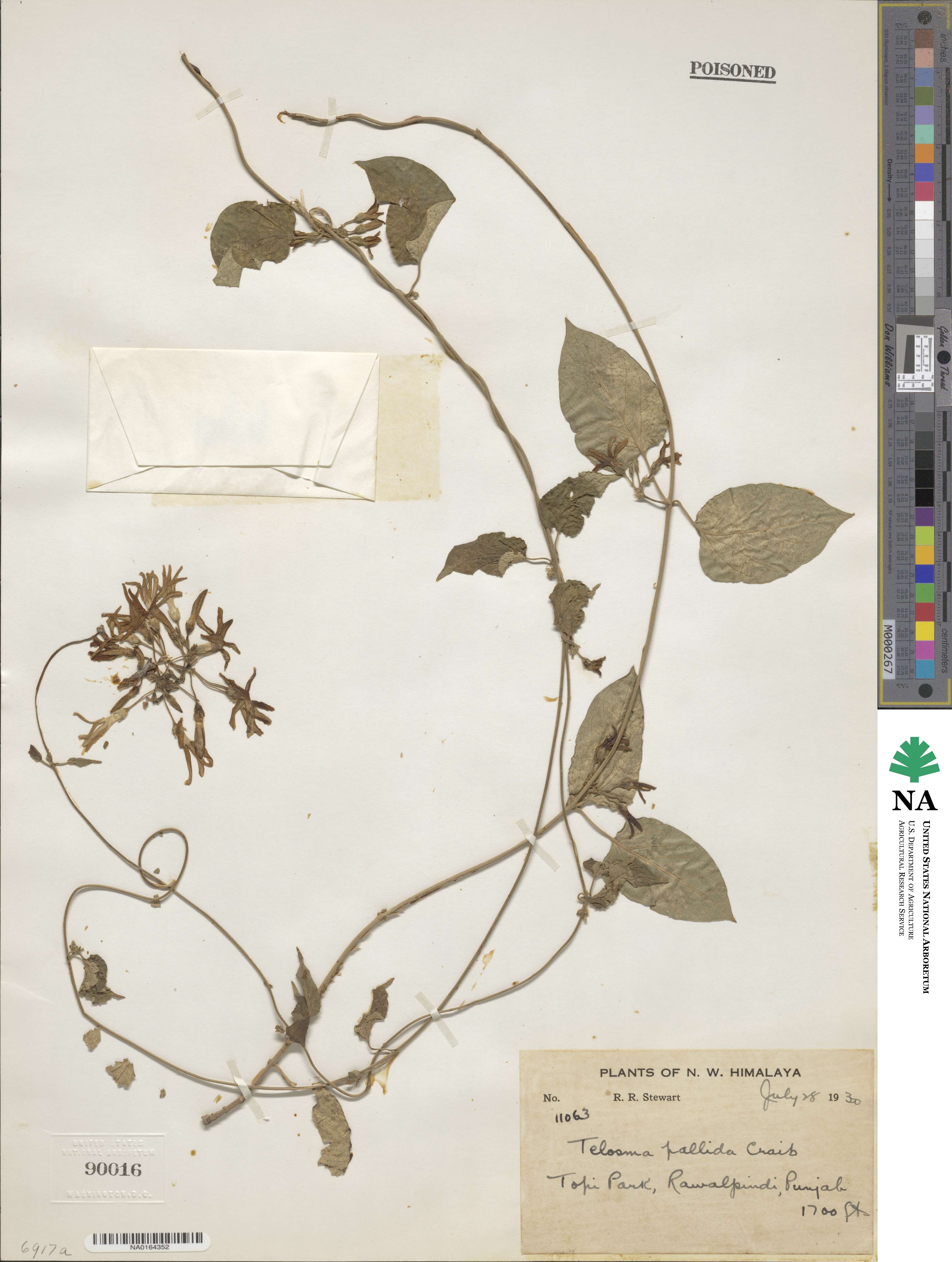 Telosma pallida image