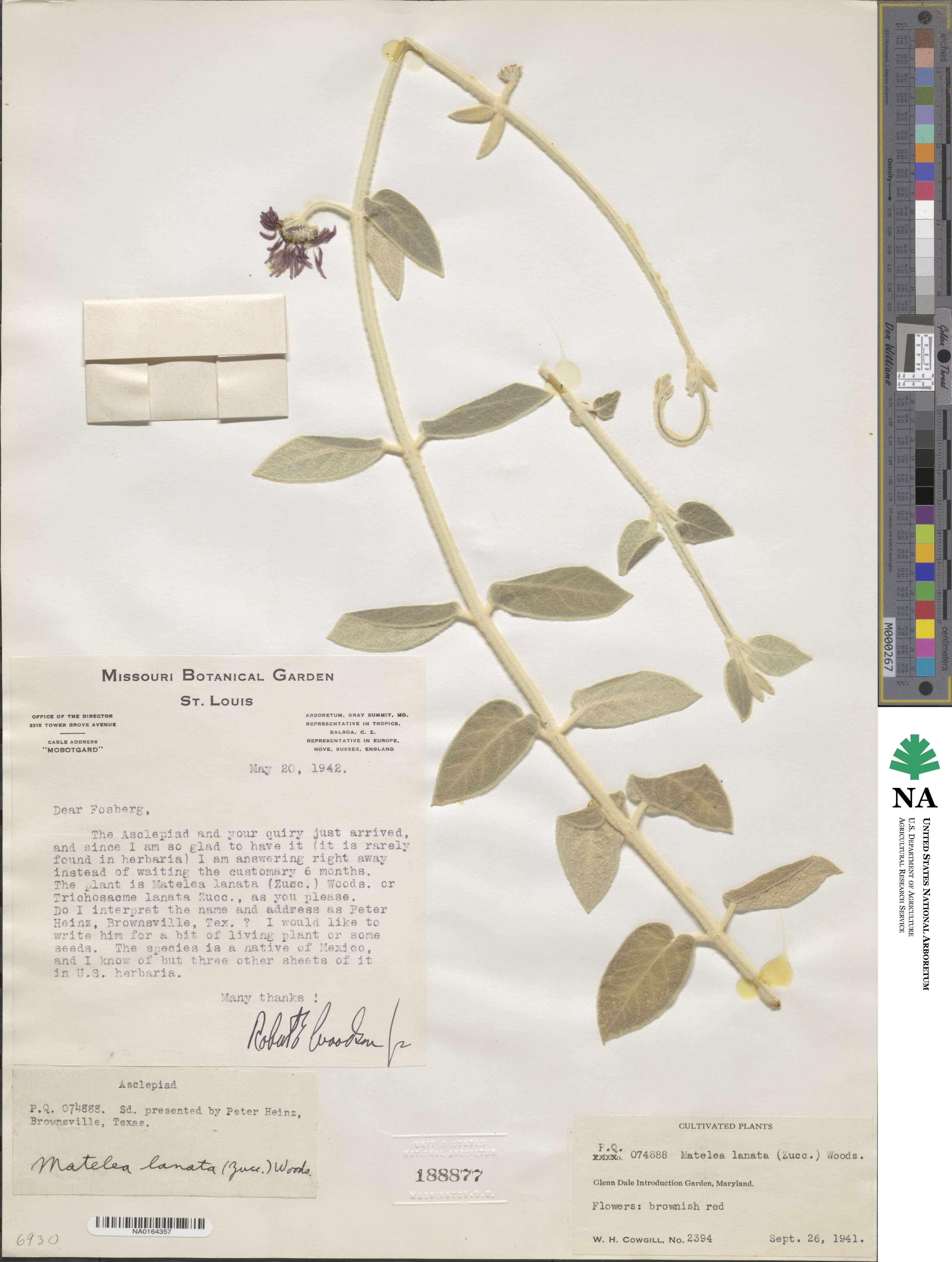 Trichosacme lanata image