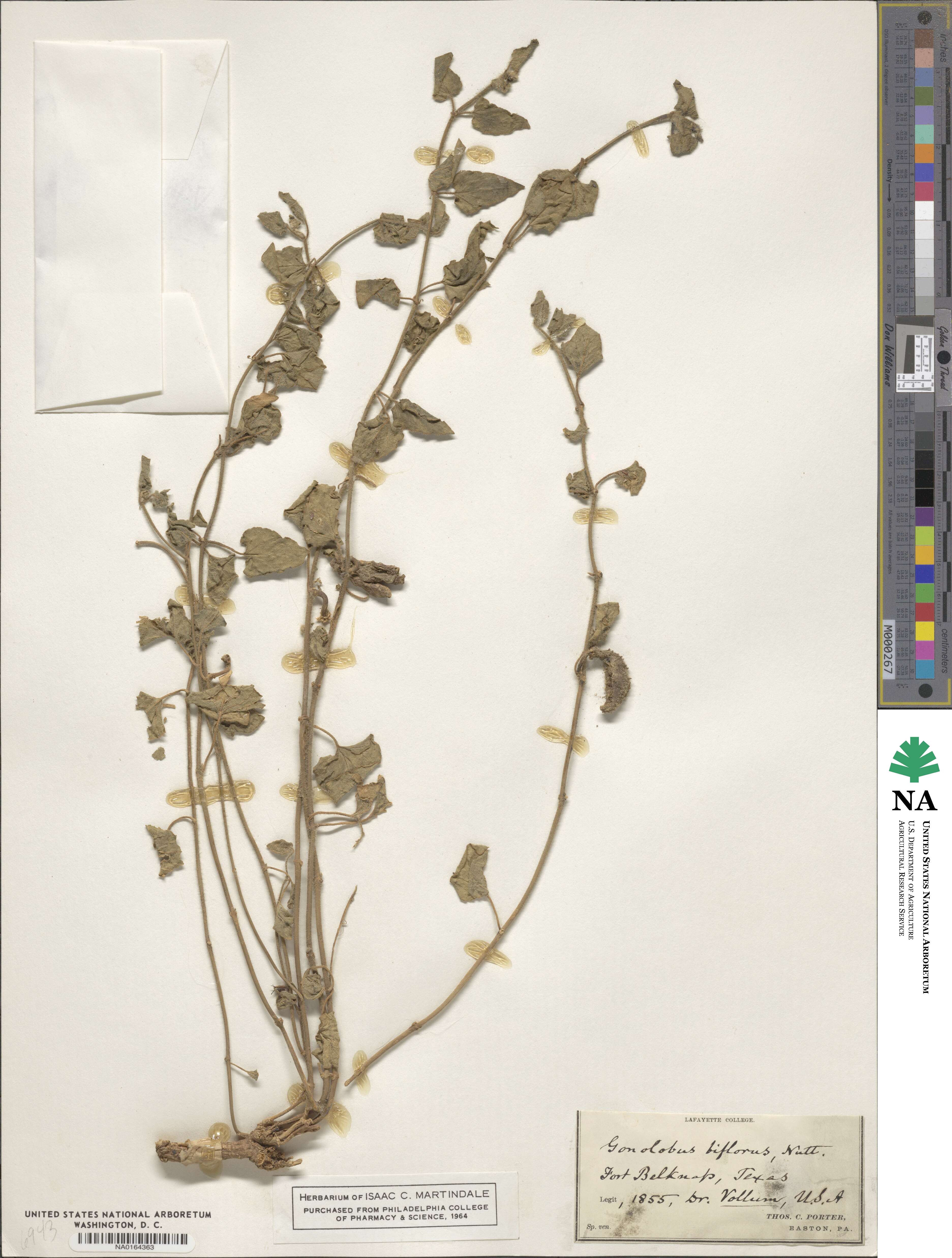 Chthamalia biflora image