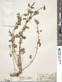 Chthamalia biflora image