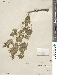 Chthamalia biflora image