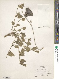 Chthamalia biflora image
