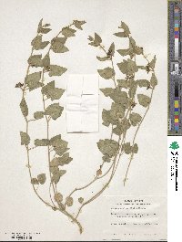 Chthamalia biflora image