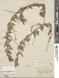 Matelea brevicoronata image