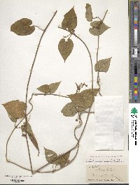 Matelea carolinensis image