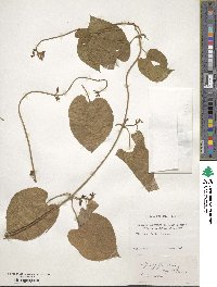 Matelea carolinensis image
