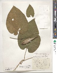 Matelea carolinensis image