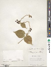 Matelea carolinensis image