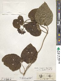 Matelea carolinensis image