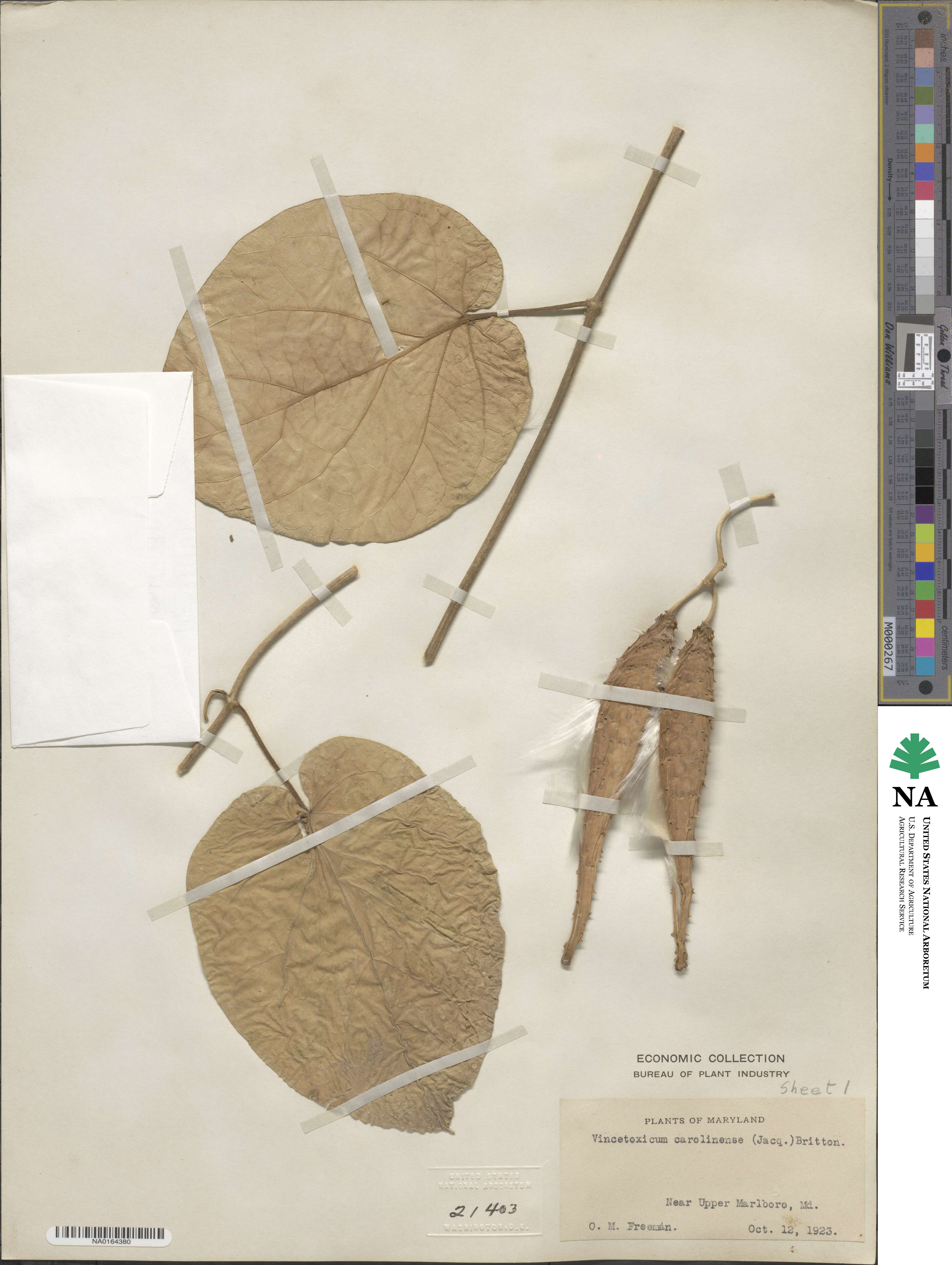 Matelea carolinensis image