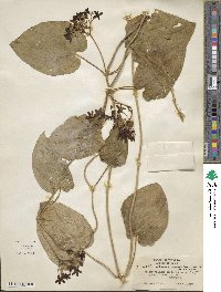 Matelea carolinensis image