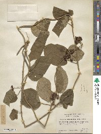 Matelea carolinensis image