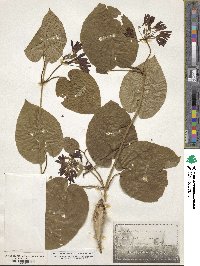 Matelea carolinensis image