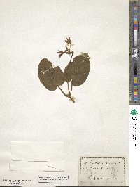 Matelea carolinensis image