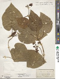 Matelea carolinensis image