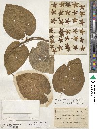 Matelea carolinensis image