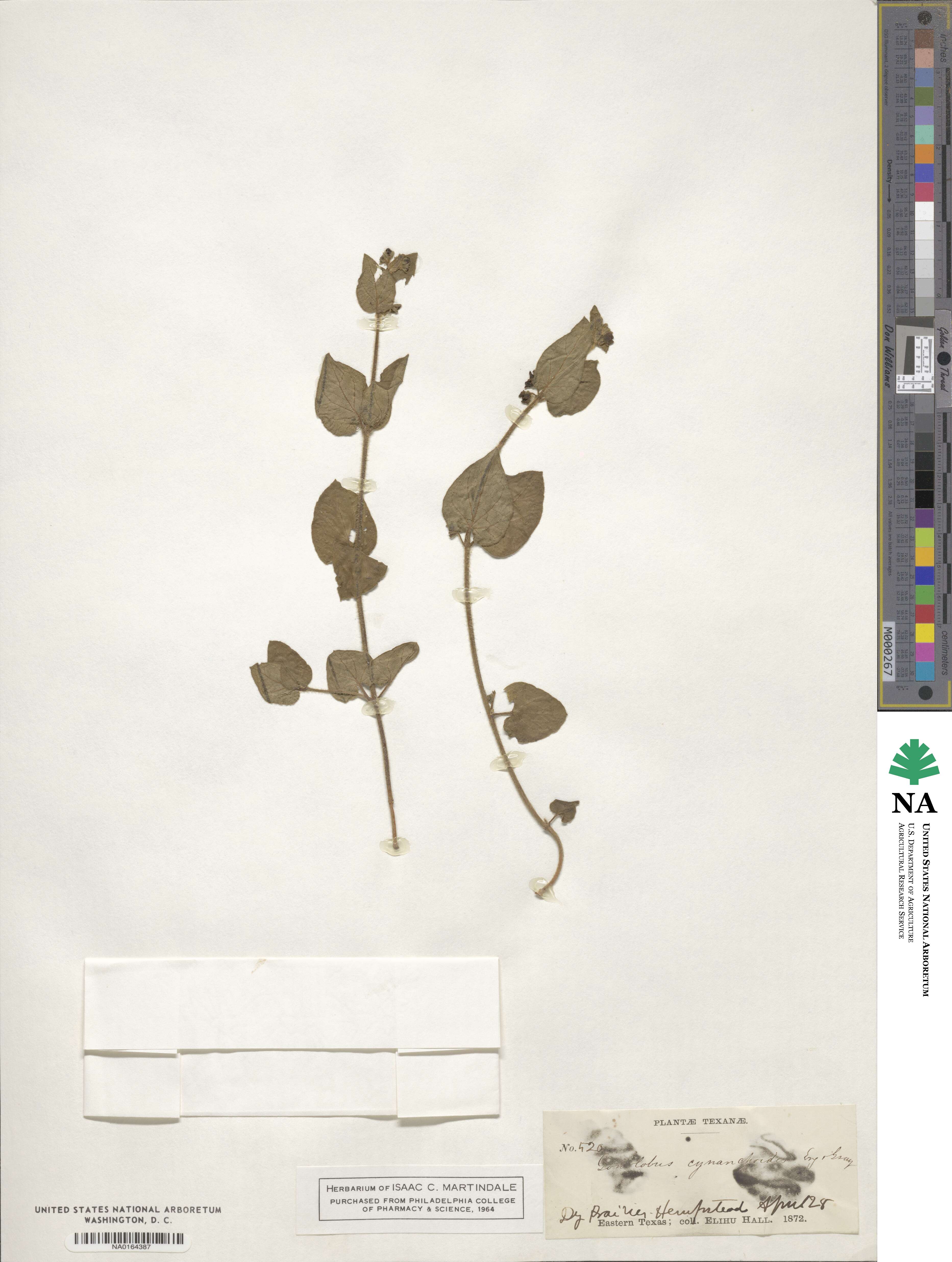 Matelea cynanchoides image