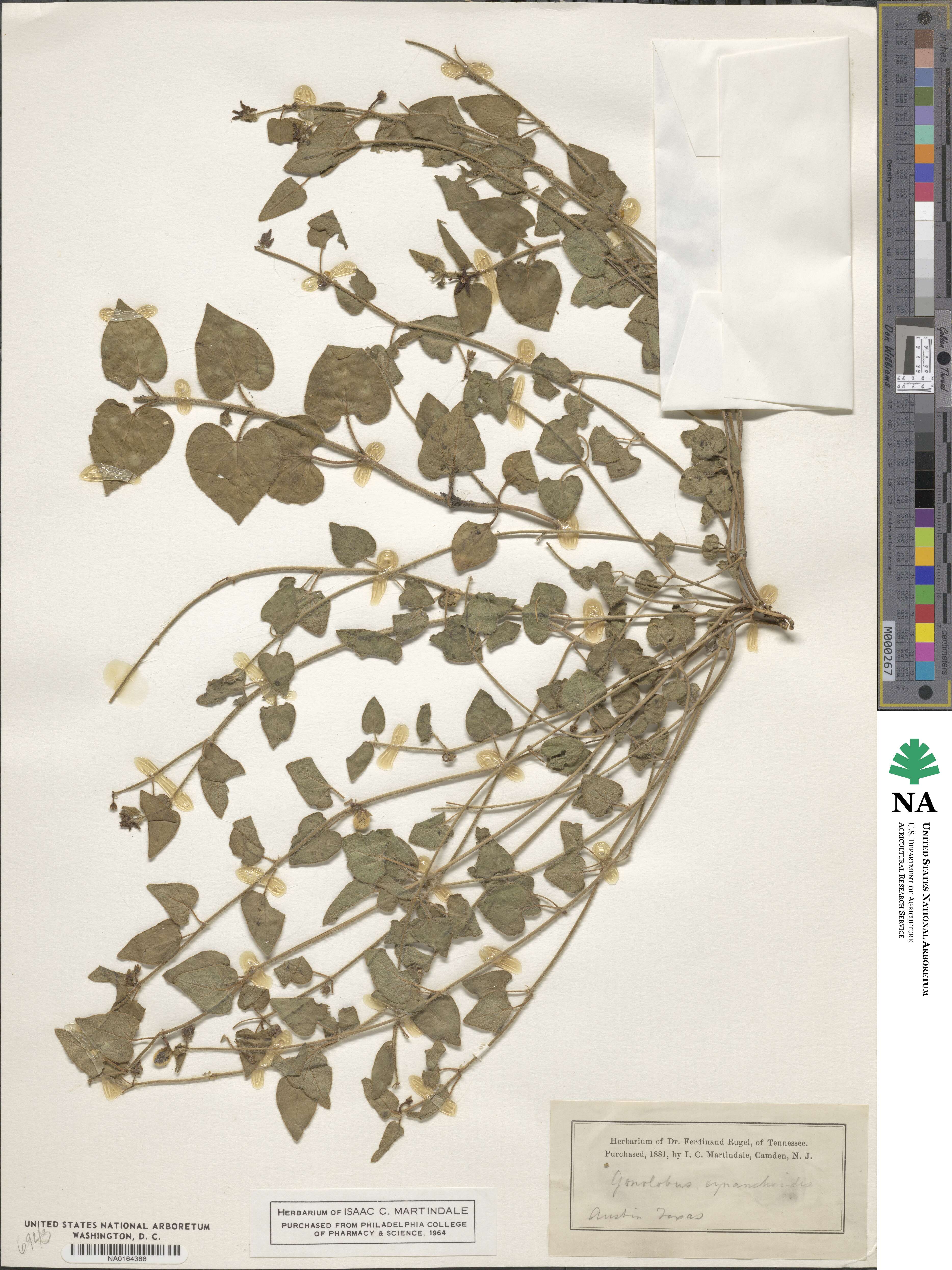 Matelea cynanchoides image