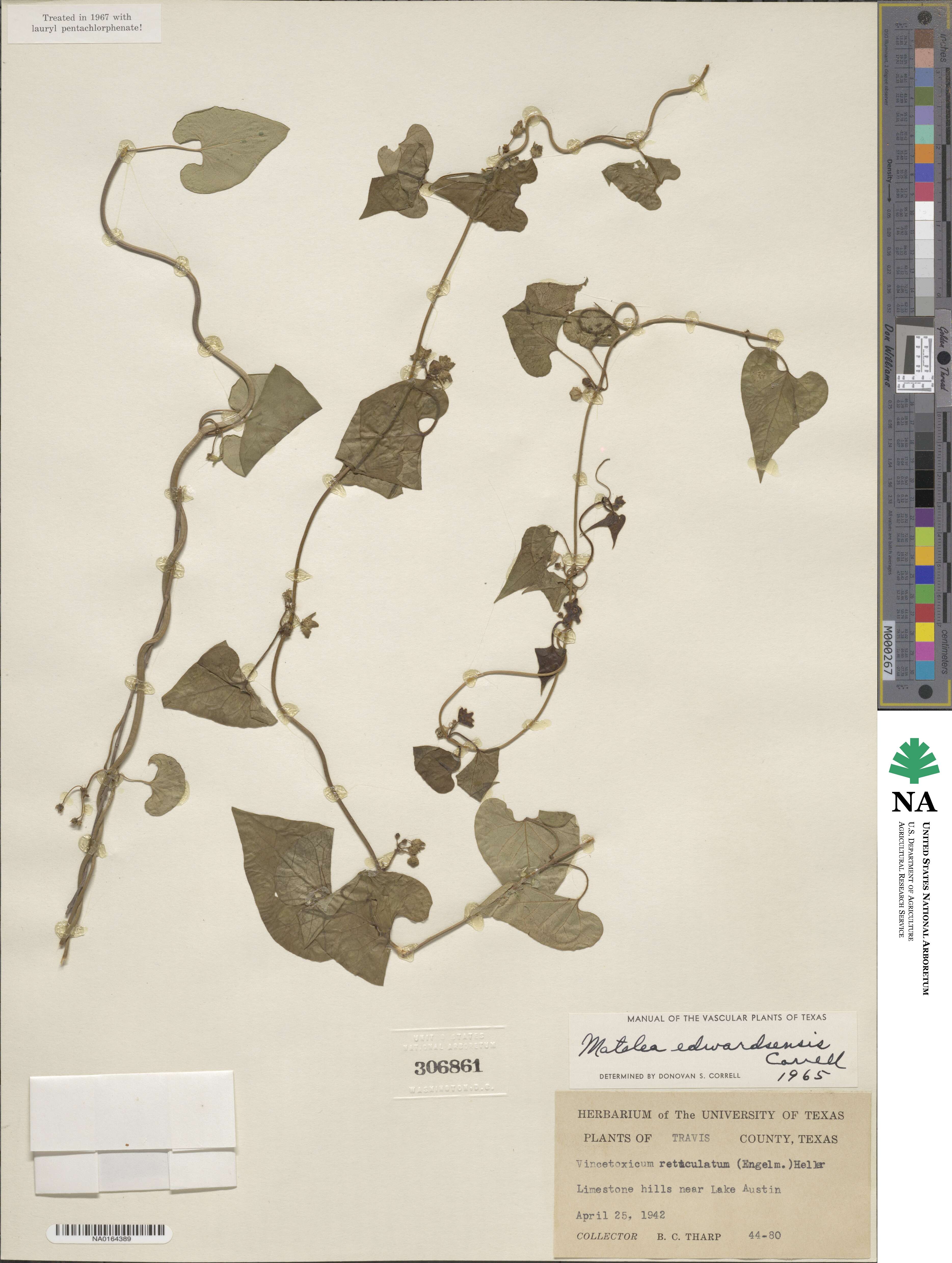 Matelea edwardsensis image